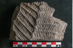Foto (Detailansicht) von Plantae indet.  (NHMW-GEO-2024-0188-11520)